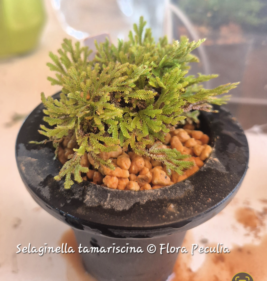 ゴールドノビレ Japanese Orchids — Catalogue — Flora Peculia
